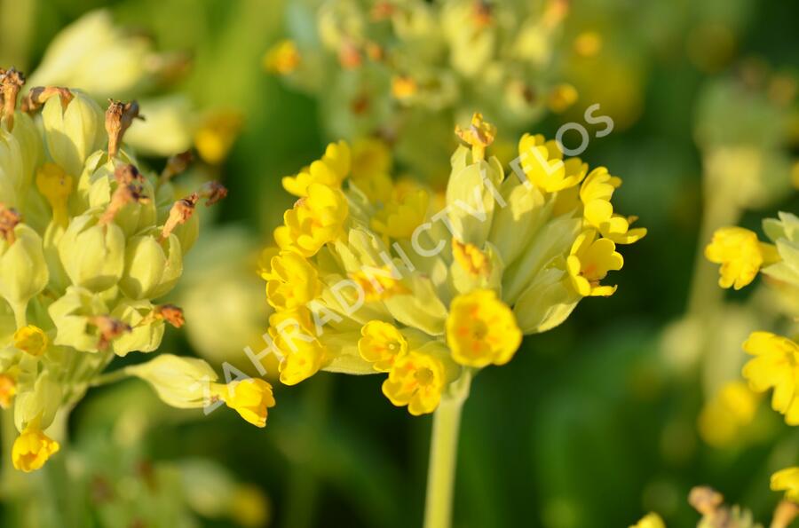 Prvosenka jarní 'Cabrillo Yellow' - Primula veris 'Cabrillo Yellow'