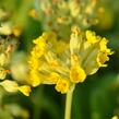 Prvosenka jarní 'Cabrillo Yellow' - Primula veris 'Cabrillo Yellow'