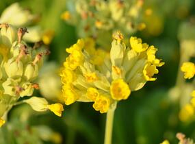 Prvosenka jarní 'Cabrillo Yellow' - Primula veris 'Cabrillo Yellow'