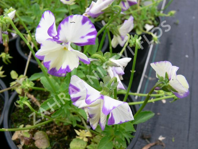 Violka australská, břečťanolistá 'Rebecca' - Viola hederacea 'Rebecca'