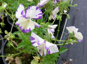 Violka australská, břečťanolistá 'Rebecca' - Viola hederacea 'Rebecca'