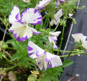 Violka australská, břečťanolistá 'Rebecca' - Viola hederacea 'Rebecca'