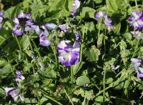 Violka australská, břečťanolistá 'Rebecca' - Viola hederacea 'Rebecca'