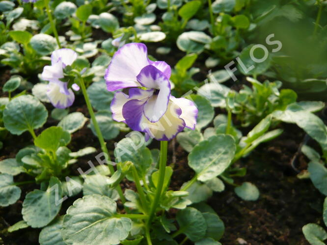 Violka australská, břečťanolistá 'Rebecca' - Viola hederacea 'Rebecca'