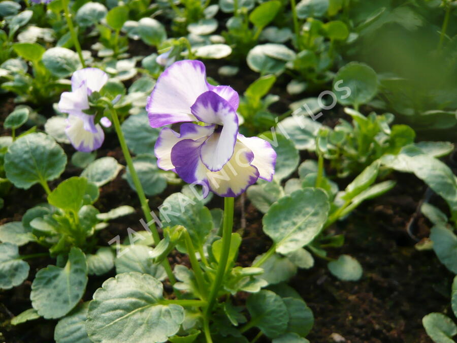 Violka australská, břečťanolistá 'Rebecca' - Viola hederacea 'Rebecca'