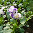 Violka australská, břečťanolistá 'Rebecca' - Viola hederacea 'Rebecca'