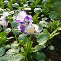 Violka australská, břečťanolistá 'Rebecca' - Viola hederacea 'Rebecca'
