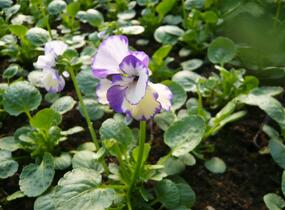 Violka australská, břečťanolistá 'Rebecca' - Viola hederacea 'Rebecca'