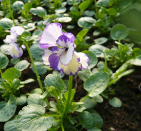 Violka australská, břečťanolistá 'Rebecca' - Viola hederacea 'Rebecca'