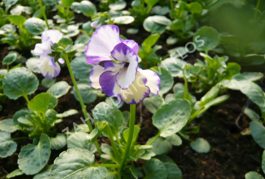 Violka australská, břečťanolistá 'Rebecca' - Viola hederacea 'Rebecca'