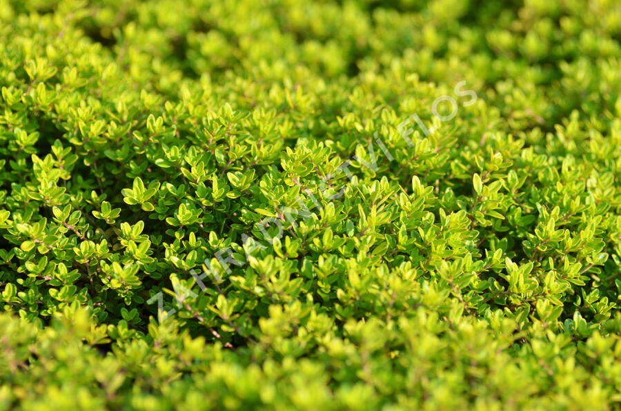 Mateřídouška 'Aureus' - Thymus citriodorus 'Aureus'