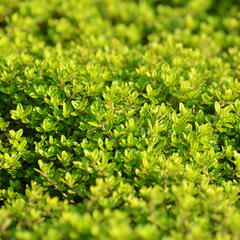 Mateřídouška 'Aureus' - Thymus citriodorus 'Aureus'