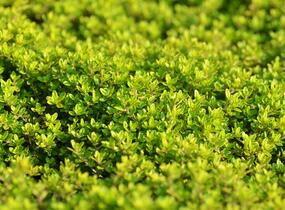 Mateřídouška 'Aureus' - Thymus citriodorus 'Aureus'