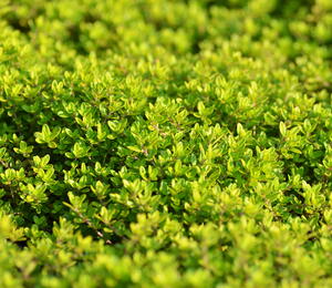 Mateřídouška 'Aureus' - Thymus x citriodorus 'Aureus'