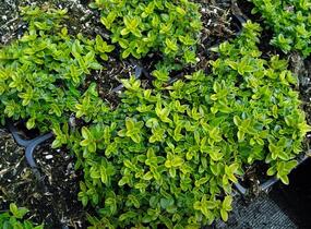 Mateřídouška 'Aureus' - Thymus citriodorus 'Aureus'