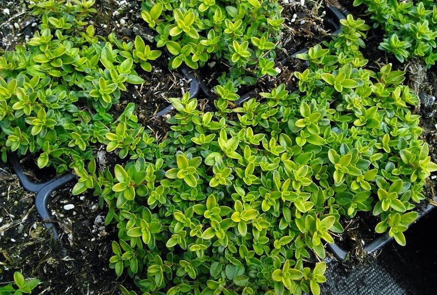 Mateřídouška 'Aureus' - Thymus citriodorus 'Aureus'