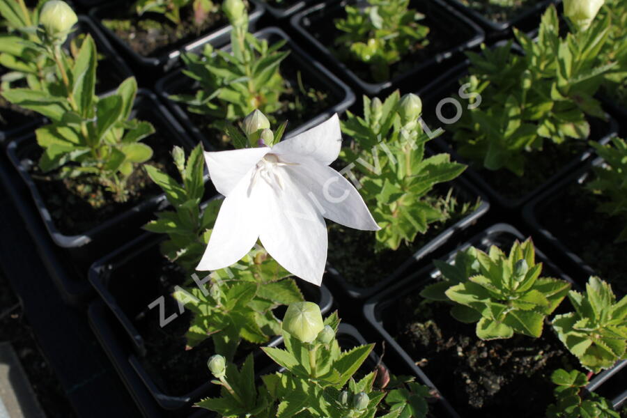 Zvonkovec velkokvětý, boubelka  'Astra White' - Platycodon grandiflorus 'Astra White'