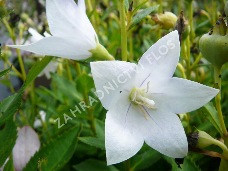 Zvonkovec velkokvětý, boubelka  'Astra White' - Platycodon grandiflorus 'Astra White'
