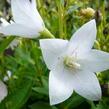 Zvonkovec velkokvětý, boubelka  'Astra White' - Platycodon grandiflorus 'Astra White'