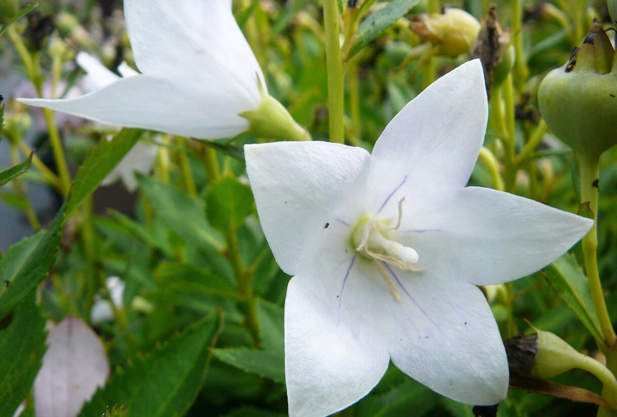 Zvonkovec velkokvětý, boubelka 'Astra White' - Platycodon grandiflorus 'Astra White'