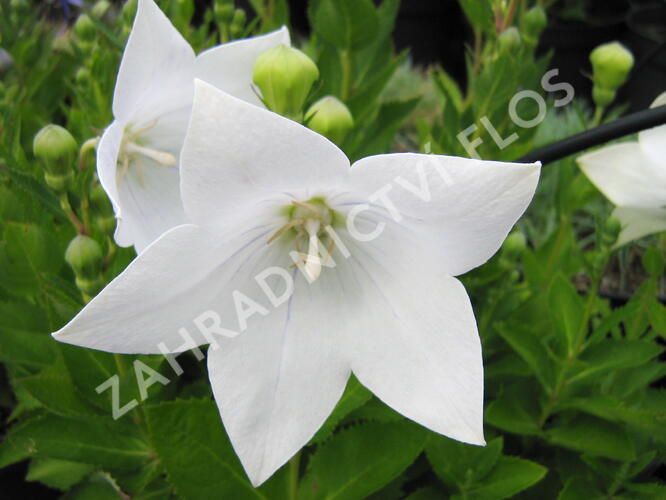 Boubelka velkokvětá  'Astra White' - Platycodon grandiflorus 'Astra White'