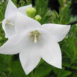 Boubelka 'Astra White' - Platycodon grandiflorus 'Astra White'