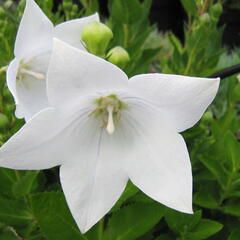 Zvonkovec velkokvětý, boubelka  'Astra White' - Platycodon grandiflorus 'Astra White'