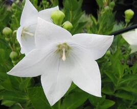 Zvonkovec velkokvětý, boubelka 'Astra White'