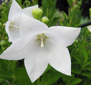 Boubelka velkokvětá  'Astra White' - Platycodon grandiflorus 'Astra White'