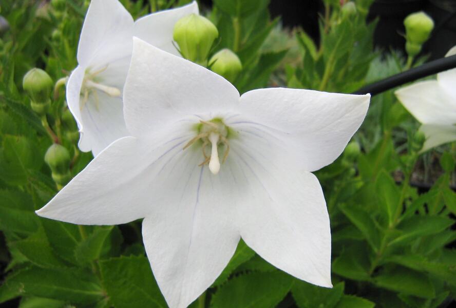 Zvonkovec velkokvětý, boubelka 'Astra White' - Platycodon grandiflorus 'Astra White'