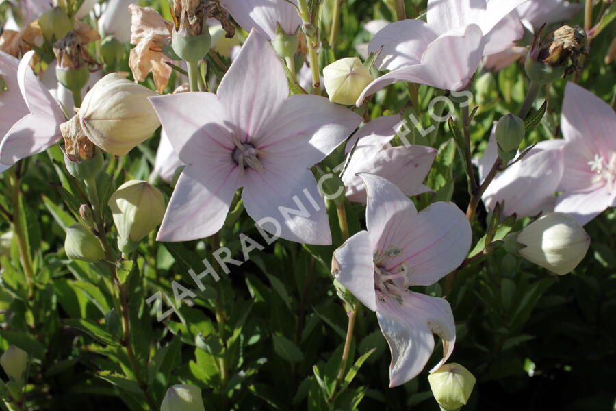 Zvonkovec velkokvětý, boubelka 'Astra Rose' - Platycodon grandiflorus 'Astra Rose'