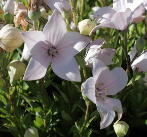 Zvonkovec velkokvětý, boubelka 'Astra Rose' - Platycodon grandiflorus 'Astra Rose'