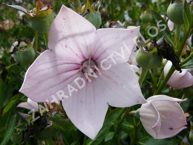 Boubelka velkokvětá 'Astra Rose' - Platycodon grandiflorus 'Astra Rose'