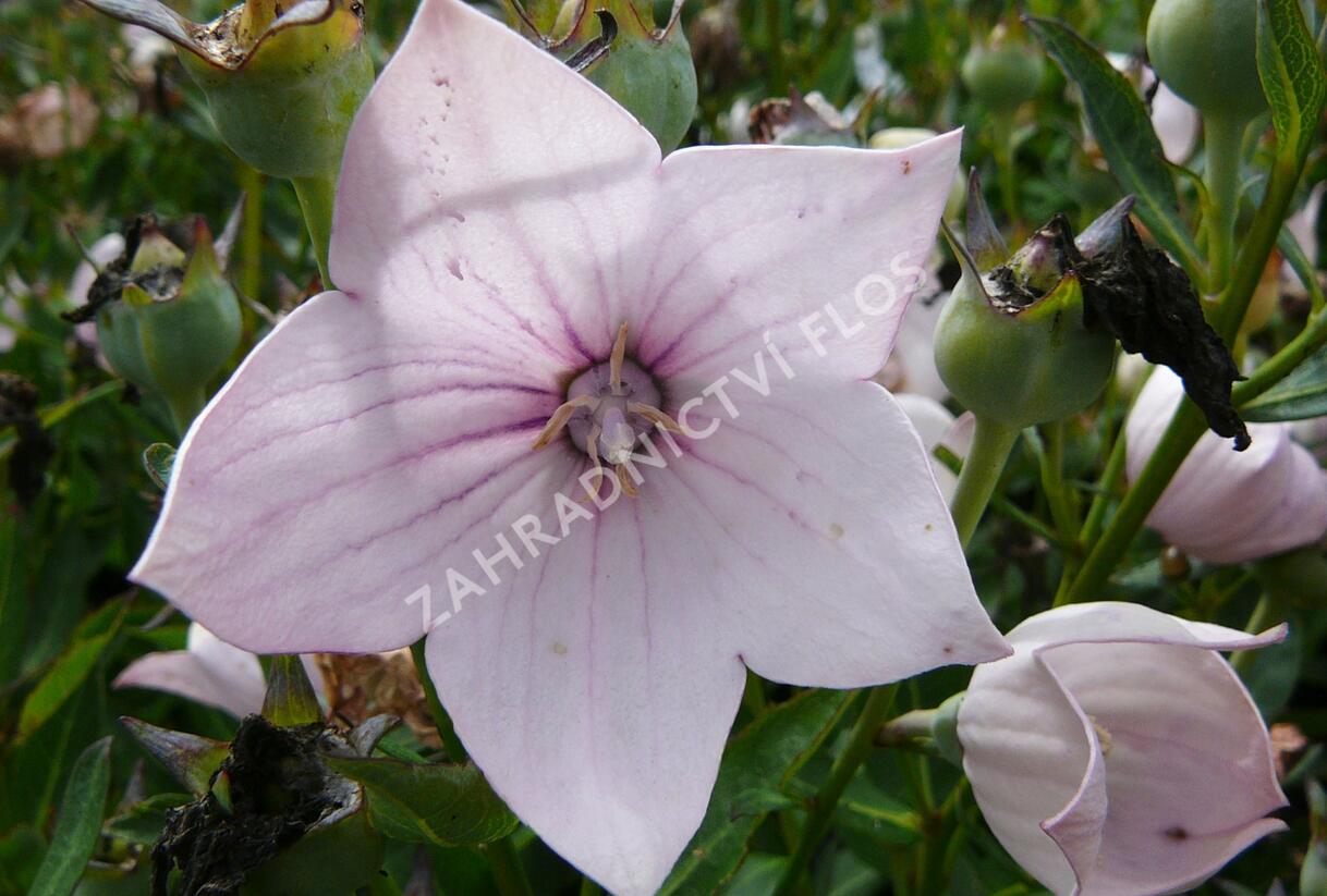 Zvonkovec velkokvětý, boubelka 'Astra Rose' - Platycodon grandiflorus 'Astra Rose'
