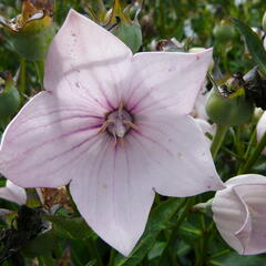 Zvonkovec velkokvětý, boubelka 'Astra Rose' - Platycodon grandiflorus 'Astra Rose'