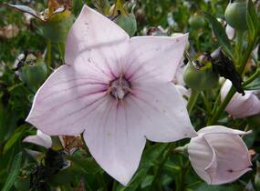 Zvonkovec velkokvětý, boubelka 'Astra Rose' - Platycodon grandiflorus 'Astra Rose'