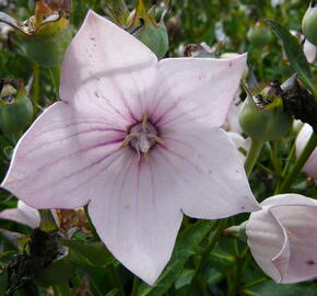 Boubelka 'Astra Rose' - Platycodon grandiflorus 'Astra Rose'