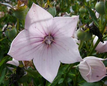 Zvonkovec velkokvětý, boubelka 'Astra Rose'