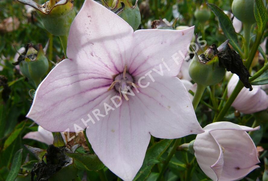 Zvonkovec velkokvětý, boubelka 'Astra Rose' - Platycodon grandiflorus 'Astra Rose'