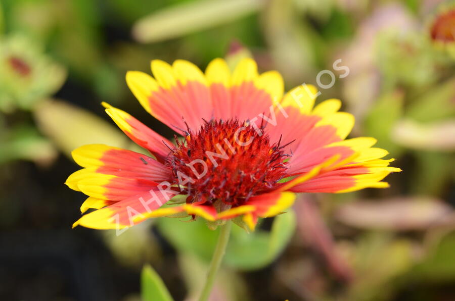 Kokarda osinatá 'Sunburst Yellow with Red' - Gaillardia aristata 'Sunburst Yellow with Red'