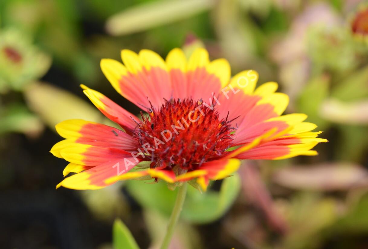 Kokarda osinatá 'Sunburst Yellow with Red' - Gaillardia aristata 'Sunburst Yellow with Red'