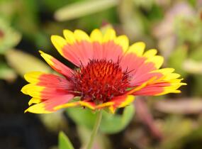 Kokarda osinatá 'Sunburst Yellow with Red' - Gaillardia aristata 'Sunburst Yellow with Red'