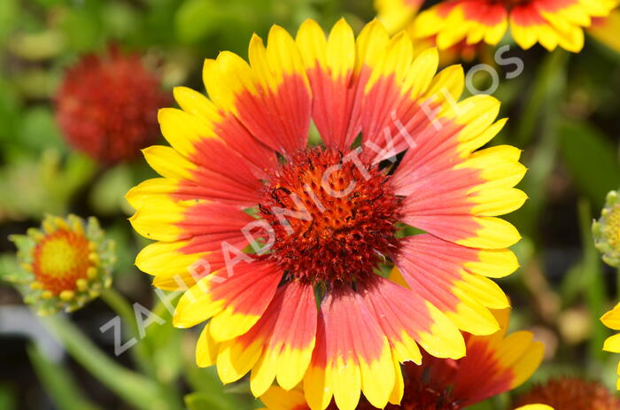 Kokarda osinatá 'Sunburst Yellow with Red' - Gaillardia aristata 'Sunburst Yellow with Red'