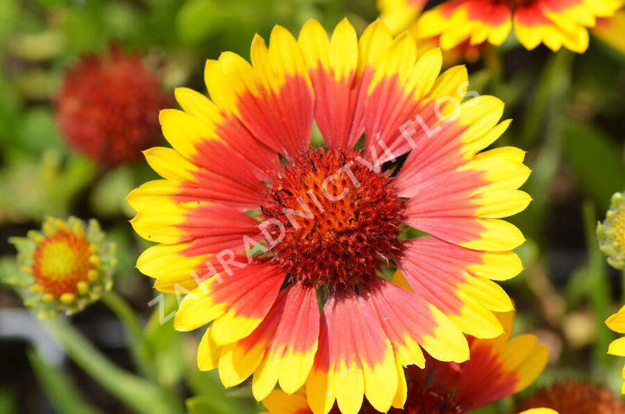 Kokarda osinatá 'Sunburst Yellow with Red' - Gaillardia aristata 'Sunburst Yellow with Red'