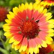 Kokarda osinatá 'Sunburst Yellow with Red' - Gaillardia aristata 'Sunburst Yellow with Red'