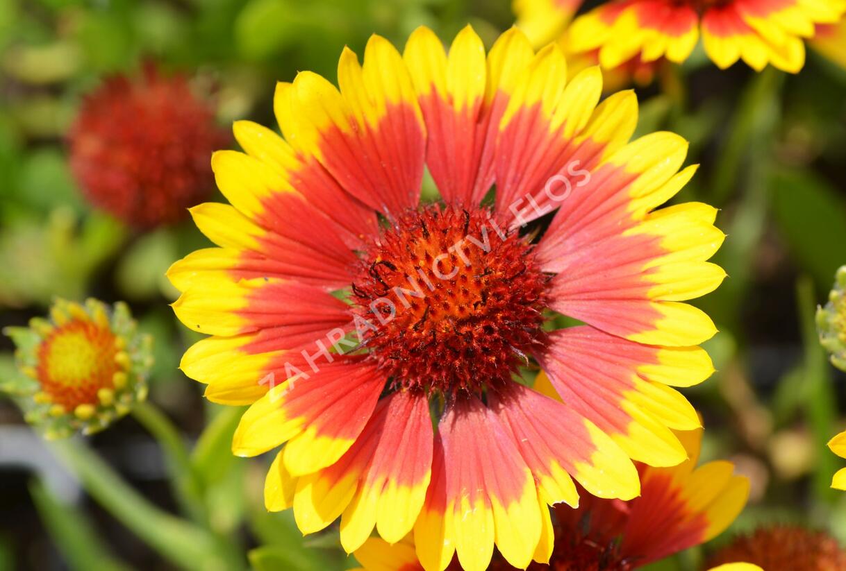 Kokarda osinatá 'Sunburst Yellow with Red' - Gaillardia aristata 'Sunburst Yellow with Red'