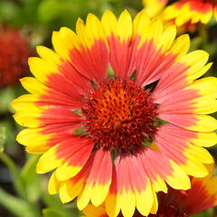 Kokarda osinatá 'Sunburst Yellow with Red' - Gaillardia aristata 'Sunburst Yellow with Red'