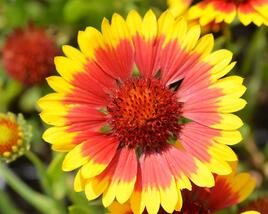 Kokarda osinatá 'Sunburst Yellow with Red'