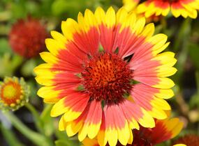 Kokarda osinatá 'Sunburst Yellow with Red' - Gaillardia aristata 'Sunburst Yellow with Red'