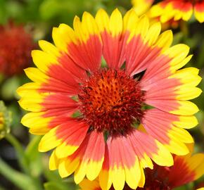 Kokarda osinatá 'Sunburst Yellow with Red' - Gaillardia aristata 'Sunburst Yellow with Red'